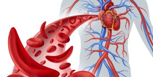 The Cardiovascular System