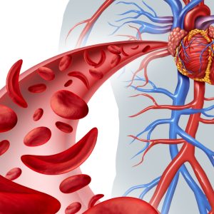 The Cardiovascular System